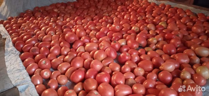 Помидоры свежие домашние