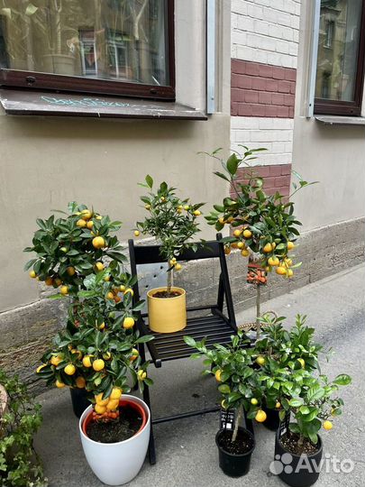 Цитрусы. Лимон мандарин кумкват