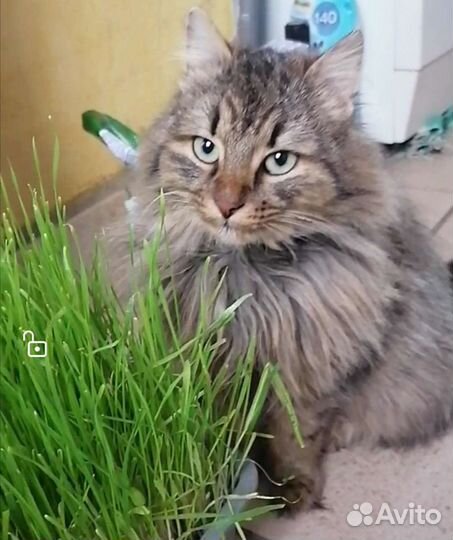 Кошка Марселла
