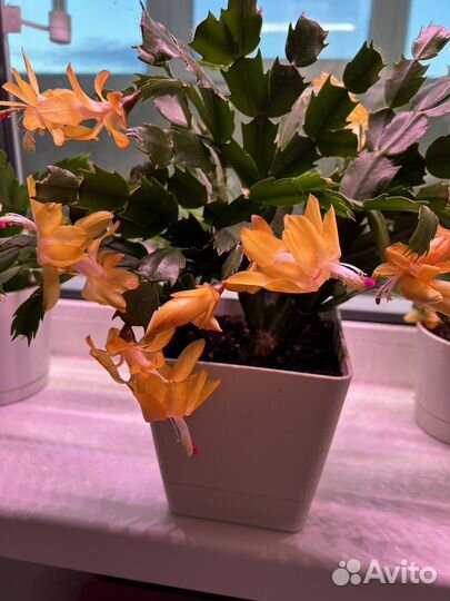 Декабрист желтый