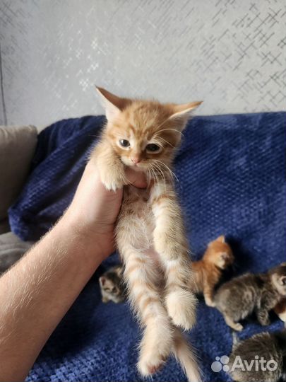 Котята бесплатно