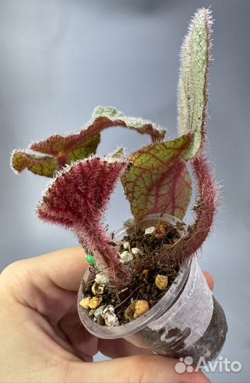 Бегония debaoensis