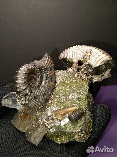 Окаменелости аммониты