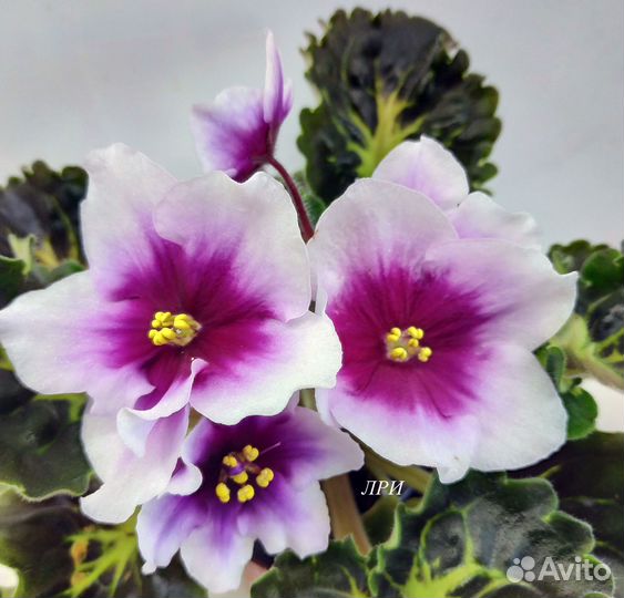 Детки сортовых фиалок