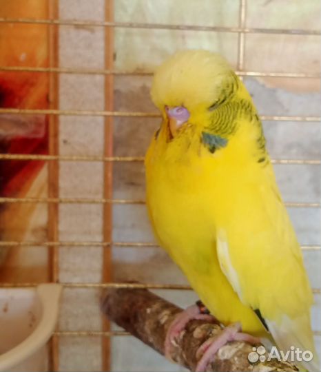 Выставочный волнистый попугай(чех)