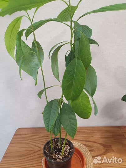 Авокадо цветок