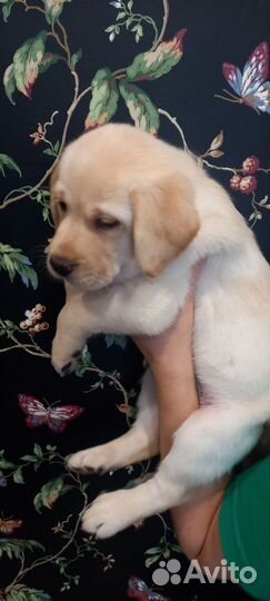 Лабрадор щенок