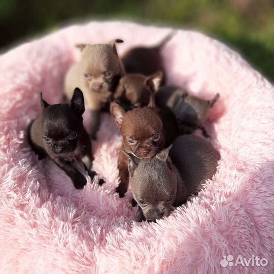 Цветные малыши чихуахуа