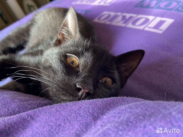 Котенок в добрые руки