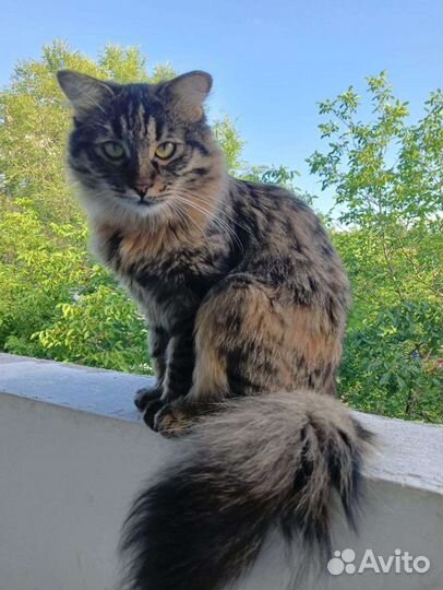 Кошка. Пушистая черепаховая. Пятигорск. Ищем ручки