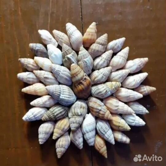 Морские ракушки