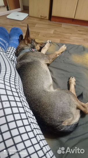 Передержка для собак в домашних условиях