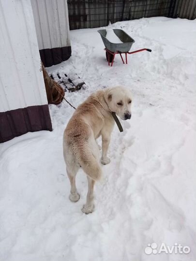 Собака в добрые руки алабай