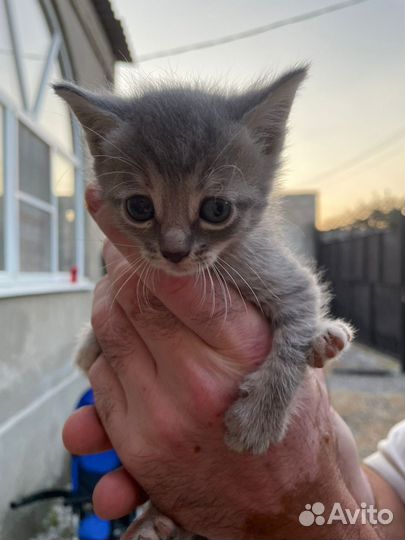 Вислоухие котята бесплатно