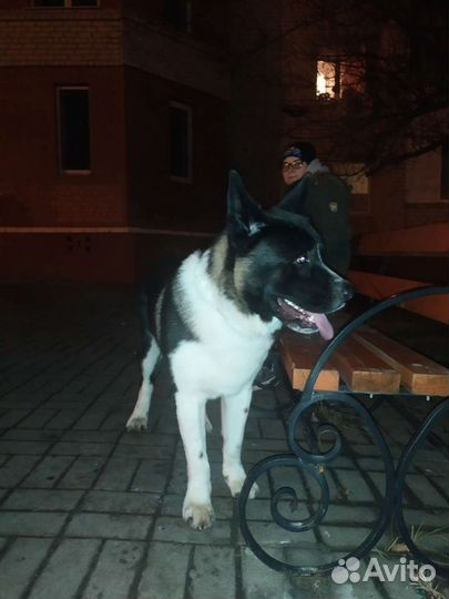 Американская акита