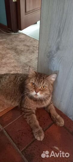 Британские котята