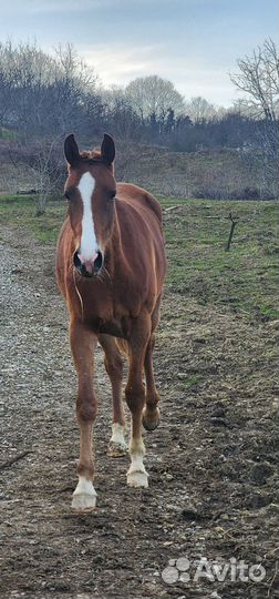 Лошадь жеребец