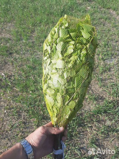 Веники для бани