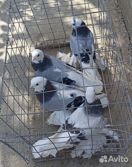 Голуби моздокские сизорябые