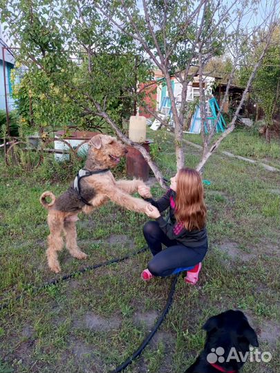 Услуга няня для собак