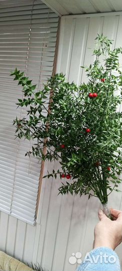 Иглица рускус