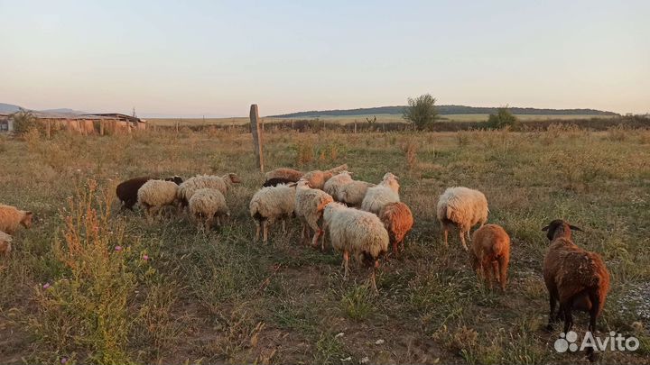 Овцы бараны