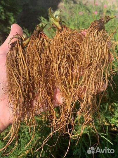 Клубника фриго в наличии