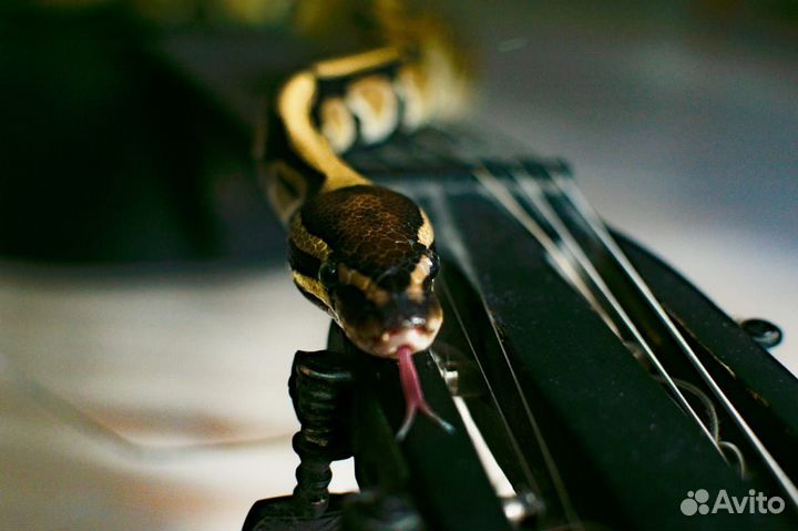 Змеи для фотосессии