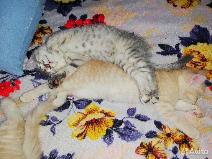 Отдам котят, очень ласковые