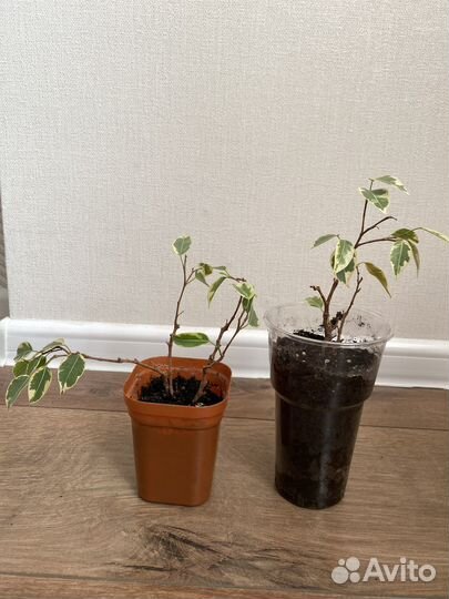 Фикусы и другие