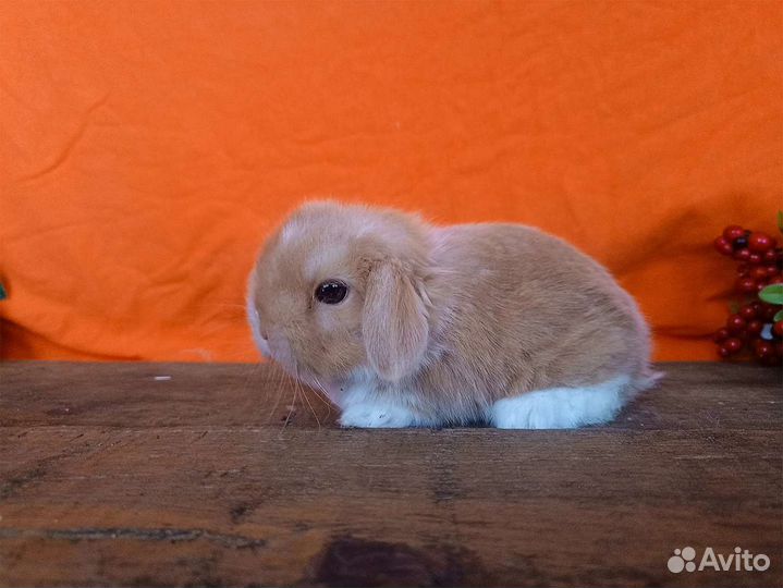 Малыши из питомника