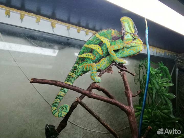 Йеменские хамелеоны