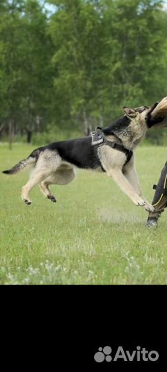 Восточноевропейская овчарка