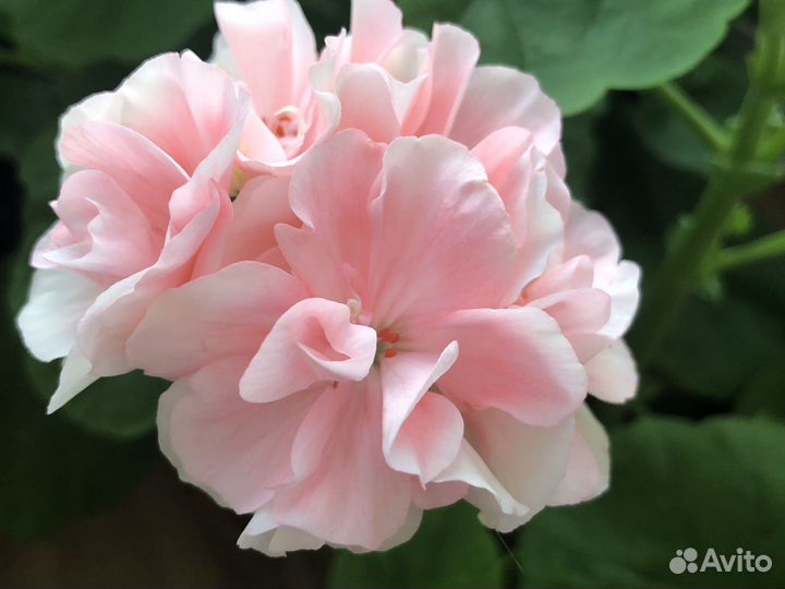 Пеларгонии сортовые