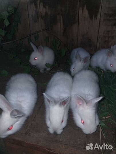 Продажа крольчат