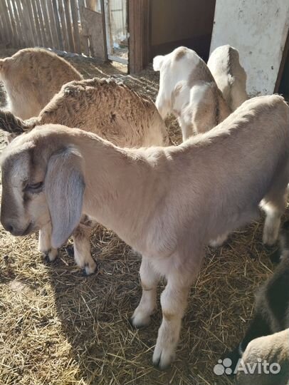 Продам козлят