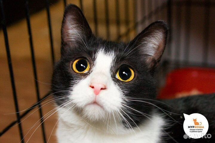 Кошка в дар