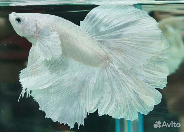 Рыбка петушок Белая платина