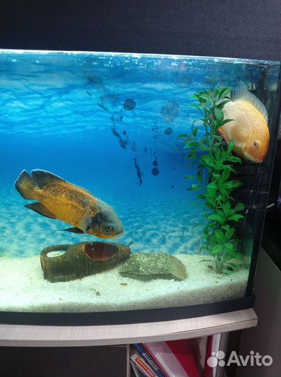 Аквариум с тумбой, рыбками оборудованием
