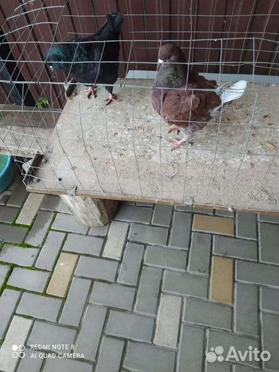 Продажа голубей