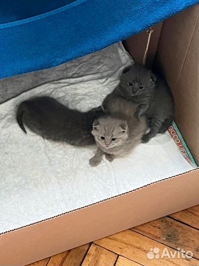 Британские котята короткошерстные