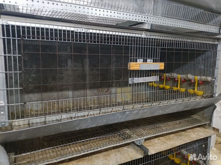 Клетка для кур, бройлеров