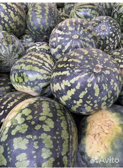 Маленький арбуз на засолку