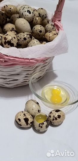 Яйца перепелиные домашние