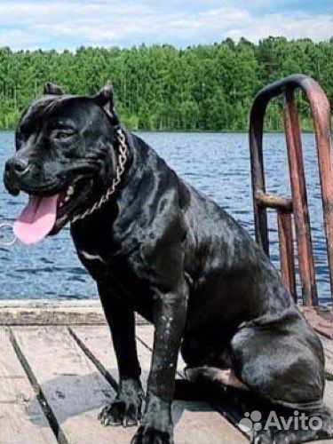 Питбультерьер. Вязка