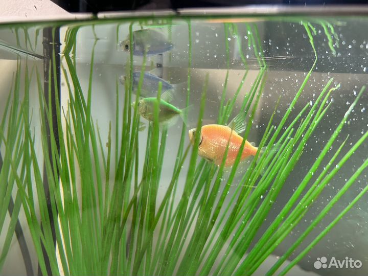 Аквариум с рыбками