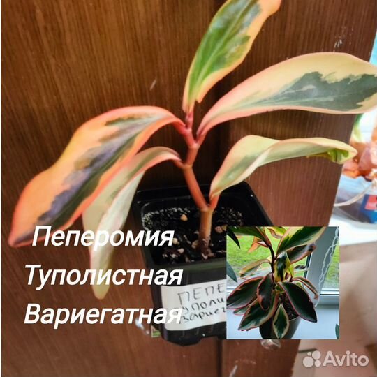 Редкие домашние растения