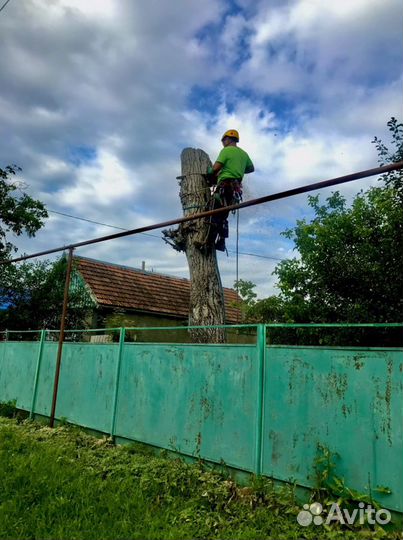 Спил деревьев