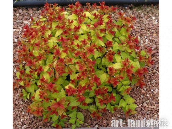 Спирея японская 