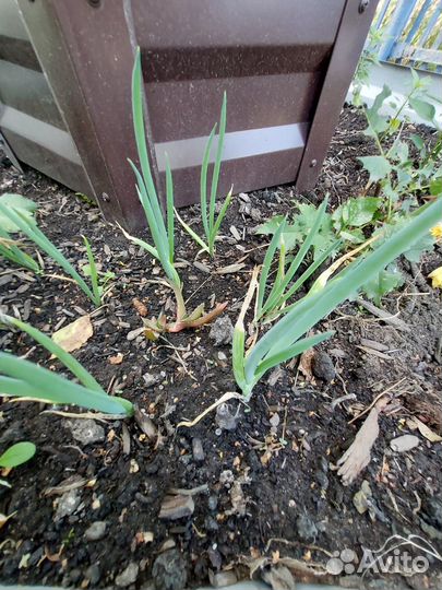 Лук многоярусный